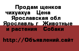 Продам щенков чихуахуа › Цена ­ 6 000 - Ярославская обл., Ярославль г. Животные и растения » Собаки   